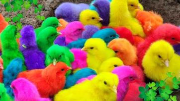 A Day in the Life of Rainbow-Colored Animals