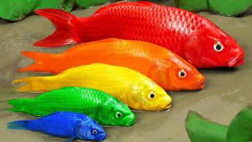 The Rainbow Fish Talk - Colorful Friends Under the Sea