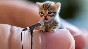 Tiny Kitten Sings a Playful Song on a Mini Microphone