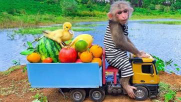 Cute Monkey Drives a Fruit Truck with a Duckling Friend - Funny Kids Story